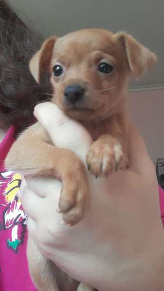 Той терьер щенки в Москве фото 9