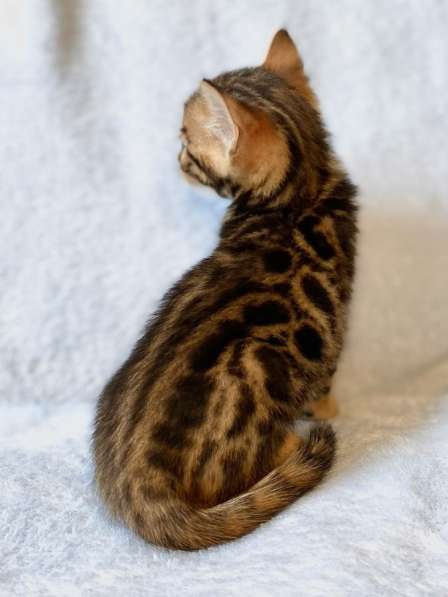 Бенгальские котята в Ростове-на-Дону фото 26