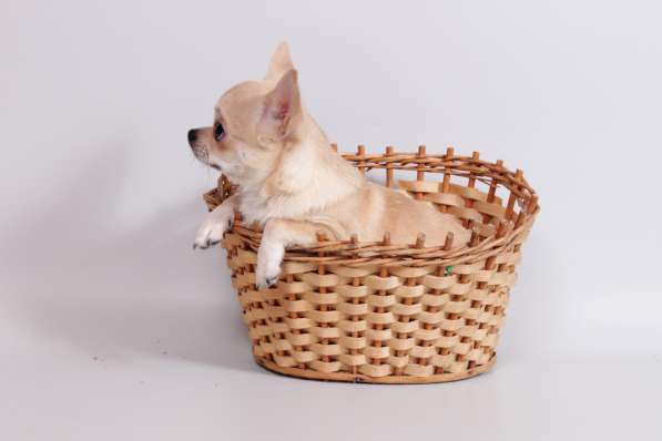 Чихуахуа мальчик