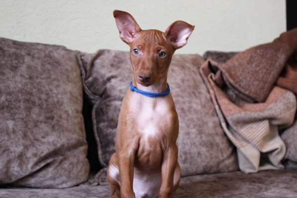 Продам щенков Чирнеко дель Этна в Нижнем Новгороде фото 5