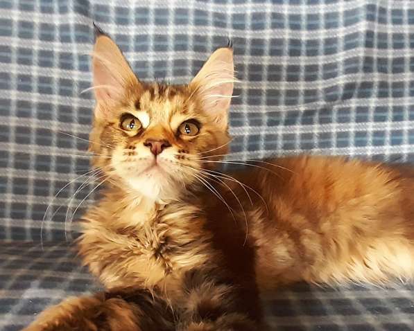 Рыжики из питомника в Екатеринбурге фото 62