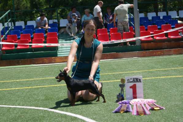 Предлагаю услуги дрессировки собак и подготовки к выставкам в Таганроге фото 9