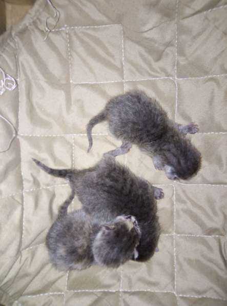Котята Русской Голубой кошки в Уфе фото 9