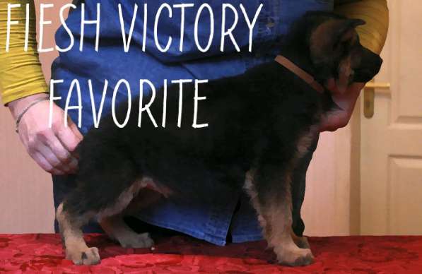 Щенки немецкой овчарки в фото 6