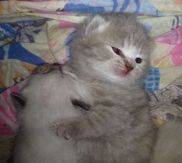 Британские котята в Крымске фото 6