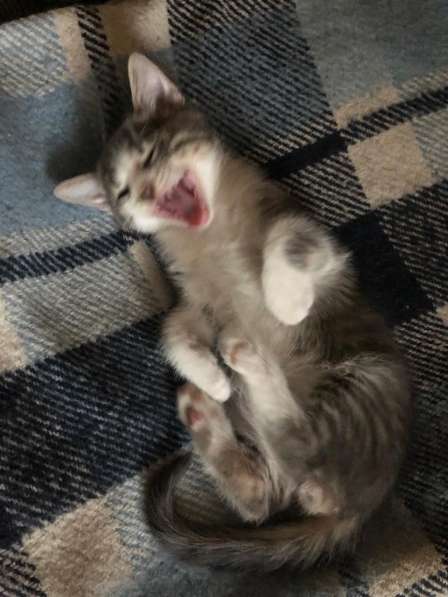 Котята в добрые руки в Москве фото 10