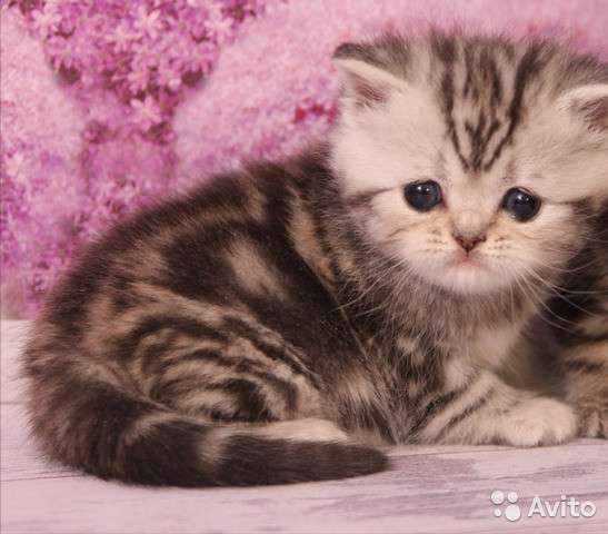 Котята-вислоухие и прямоухие в Костроме фото 24