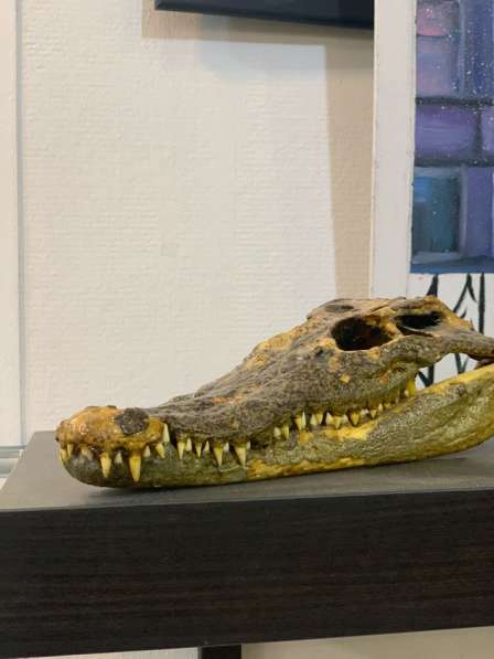 Череп крокодила в Екатеринбурге фото 4