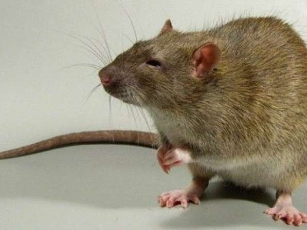 Крысы в Тюмени