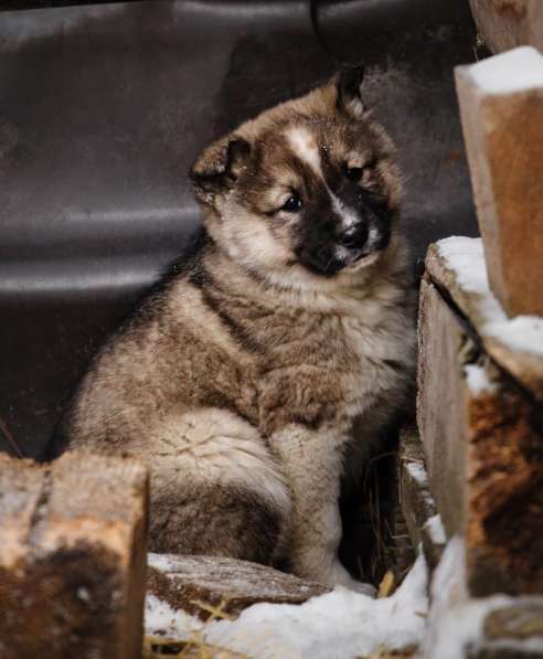 Щенок Ося ищет доброго хозяина! в Москве фото 26