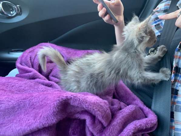 Отдам котенка в Краснодаре фото 5