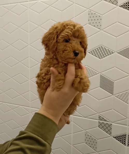 Toy poodle. Cappuccino. Boy в фото 5