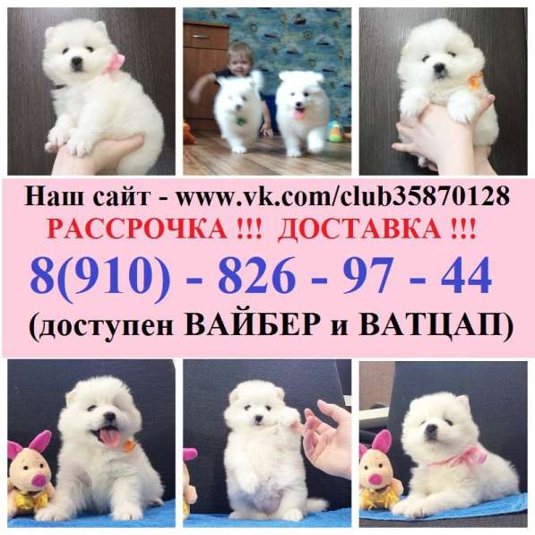 Щеночки самоедской лайки. мега очаровательные в Нерехте