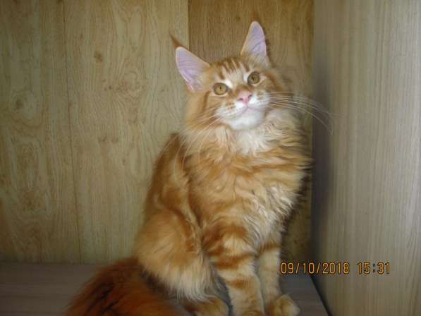 Красотки мейн- кун из питомника Arktur в Екатеринбурге фото 7