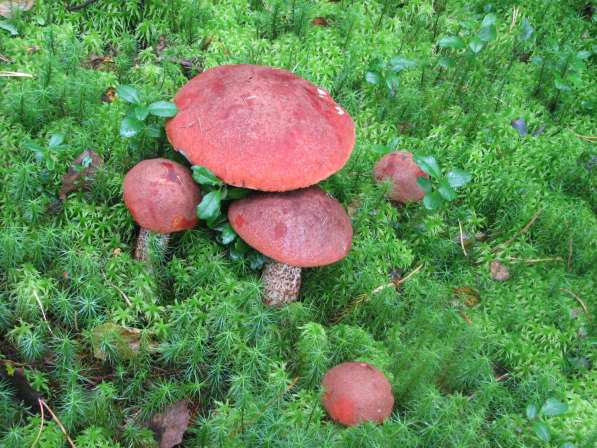 Свежие белые грибы, молодые подосиновики и подберезовики в Ярославле