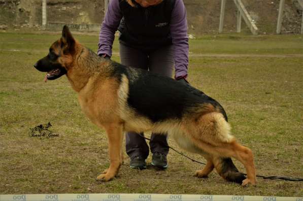 Немецкая овчарка в фото 12