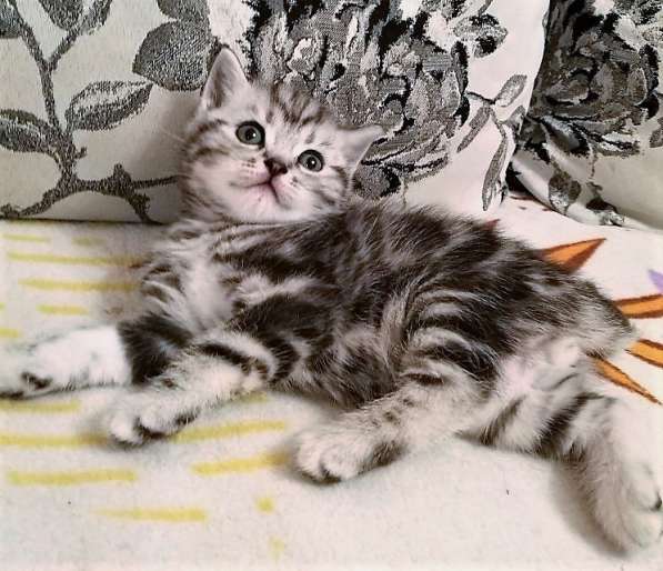 шотландский котик серебристый мраморный в Казани фото 5