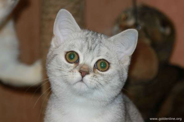 Шотландские котики фолд и страйт в Москве фото 12