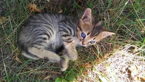 Подарю котят в Ростове-на-Дону