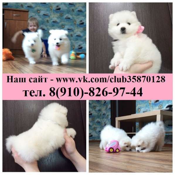 Щеночки самоеда