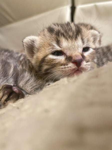 For sale kittens: half scottish fold, born in May 2023 в Москве