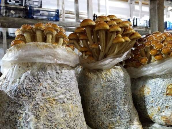 Мицелий грибов, субстраты (грибные блоки), культуры грибов в Воронеже фото 11