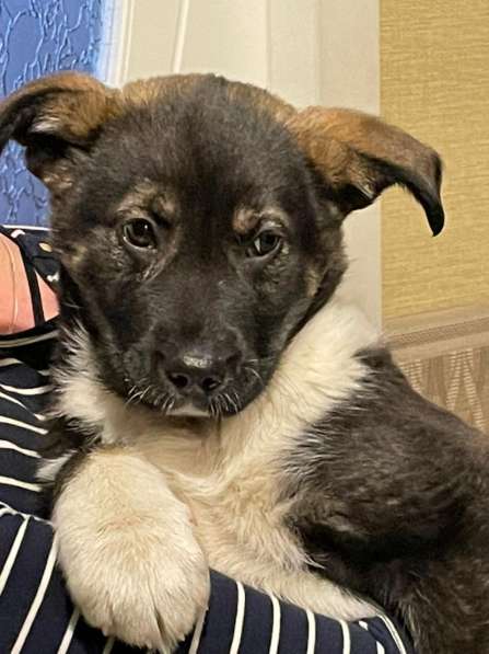 Маленький, но уже очень умный щенок в Санкт-Петербурге фото 21