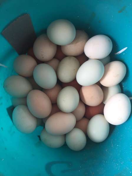 Яйцо инкубационное голубое Араункаун в Касимове фото 3