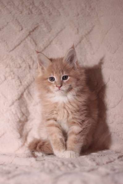 ‼️Продаются клубные котята породы Мейнкун в фото 3