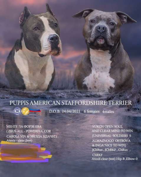 Голубые мальчики и девочки Амстаффтерьера ркф в Москве