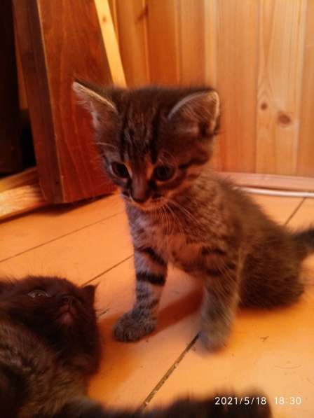 Отдам даром в Щербинке фото 6