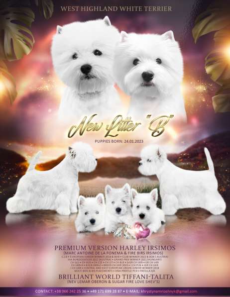 West Highland White Terrier в 