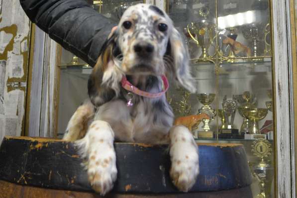 Английский сеттер щенки из элитного питомника в Москве фото 50