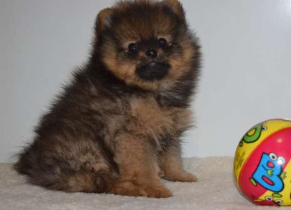 Красавчик в Москве фото 23