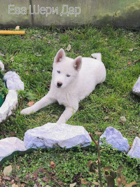 Белоснежные щенки сибирский хаски в Красноярске фото 9
