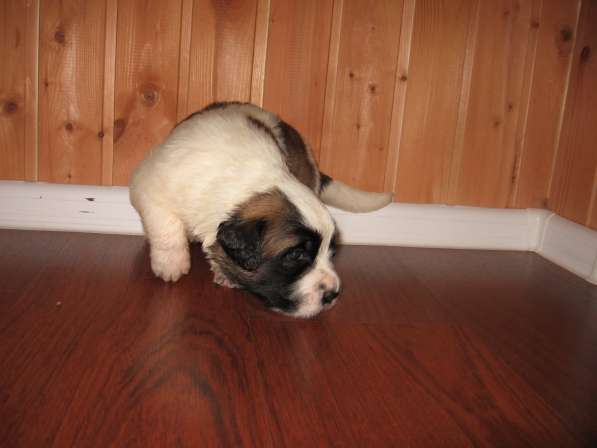 Московская сторожевая щенки в Липецке фото 10