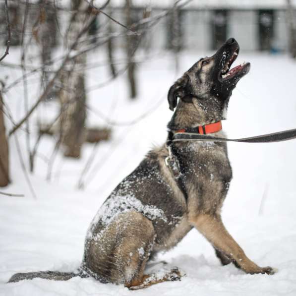 Тиффани щеночек-конфетка в Москве фото 8