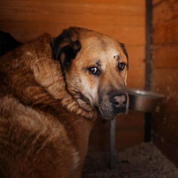 Кохинор ищет семью в Москве фото 14