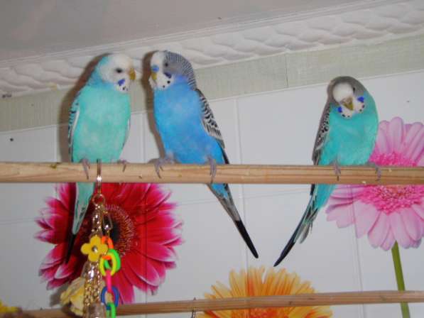 Волнистые попугаи(от Заводчика, самки)