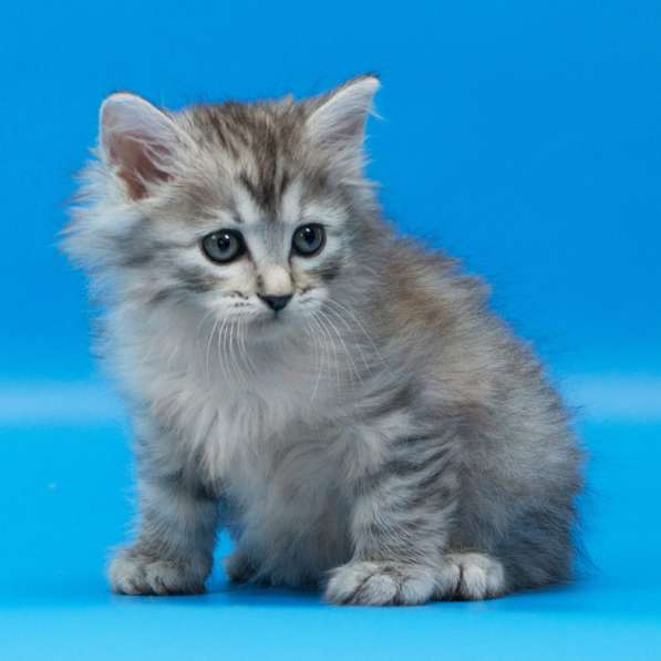 Котята курильского бобтейла в Пензе фото 5