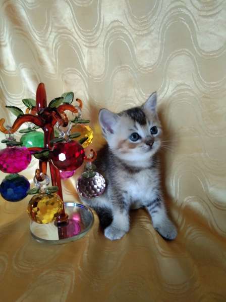 Золотые шотландцы в Москве фото 7