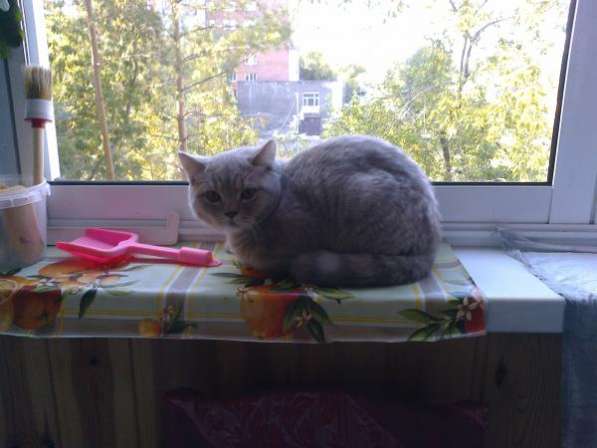 британского котика в Новосибирске фото 3