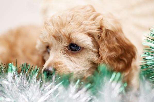 Щенки карликового пуделя в Санкт-Петербурге фото 6