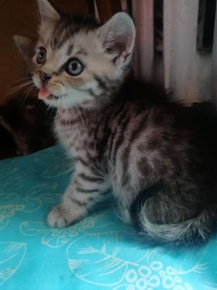 Шотландские котята в фото 25