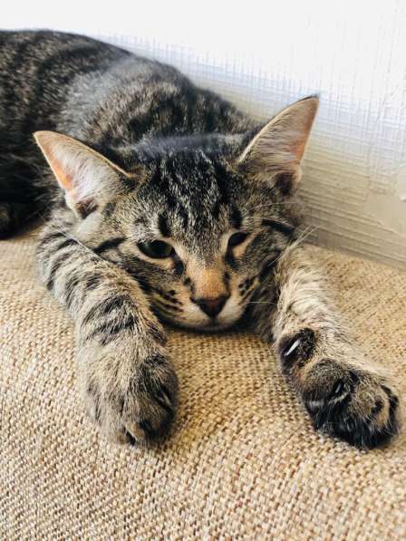 Мурлыка-котенок с дефектом глазика очень ищет дом в Санкт-Петербурге фото 15