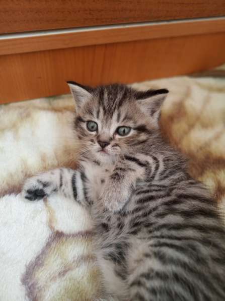 Остались 2 котят табби!! в фото 7