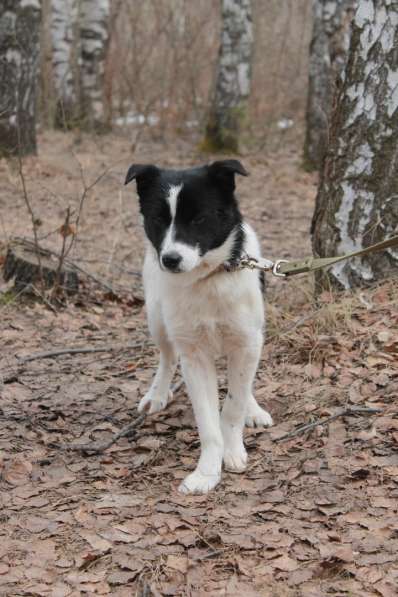 Стрелка ищет дом!!! в Чайковском фото 7