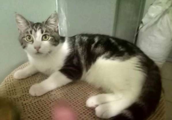 Котенок в добрые руки. Тошка-добрая душа в Москве фото 22