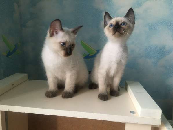 Тайские котята в Санкт-Петербурге фото 3