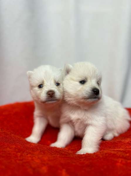 Pomsky puppies в фото 4